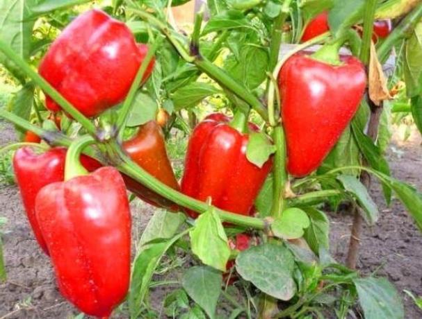 Uzgoj zdrave paprike bez bolesti. Savjet vrtlar