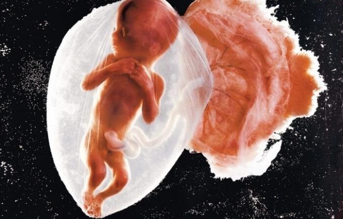 Prva fotografija beba embrij.
