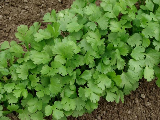 Ako želite da se rano povrće, peršin raste upotreba kroz sadnica. Slika za članak služi za standardnu ​​licencu © ofazende.ru