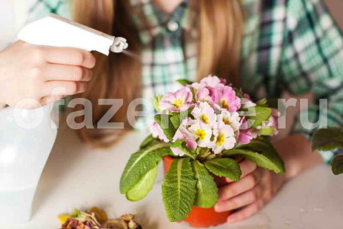 Bakin savjeta za sobne biljke