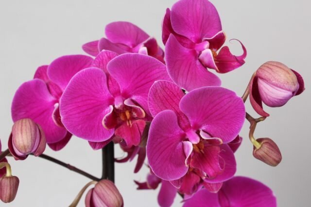 Kako da se brine za cvatnju orhideju koja je cvjetao što je duže moguće