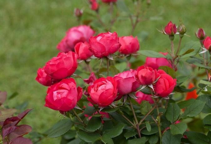Uzgoj kanadske ruže. Slika za članak koristi open source