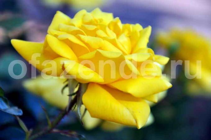 Lijepa ruža. Slika za članak služi za standardnu ​​licencu © ofazende.ru