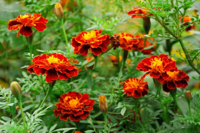 Marigold cvijeće i povrće su jako svijetle zbog mirisa eteričnih ulja. Slika za članak služi za standardnu ​​licencu © ofazende.ru