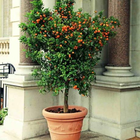 Mandarina stablo u loncu. Slika za članak služi za standardnu ​​licencu © ofazende.ru