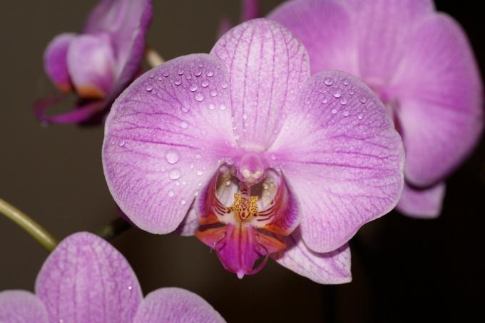 Kuhinja za orhideje (45 fotografija): uradi sam video upute za instalaciju, značajke kuhinjskih kutova, slušalice ove vrste, cijena, fotografija