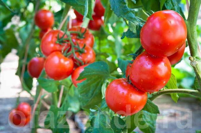Kako i kada sprej rajčice očuvati i povećati plodove