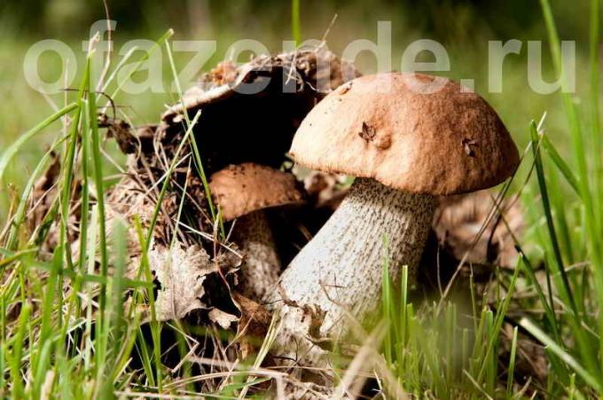 Gljive rastu na licu mjesta. Slika za članak služi za standardnu ​​licencu © ofazende.ru