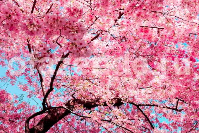 Cvatnje trešnje. Slika za članak služi za standardnu ​​licencu © ofazende.ru