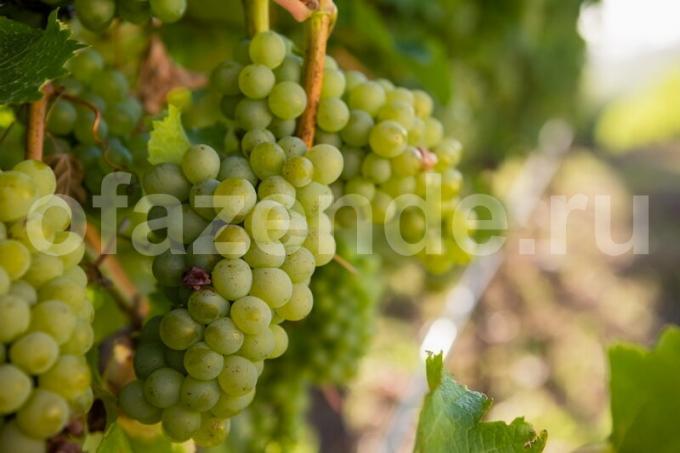 Uzgoj vinove loze. Slika za članak služi za standardnu ​​licencu © ofazende.ru
