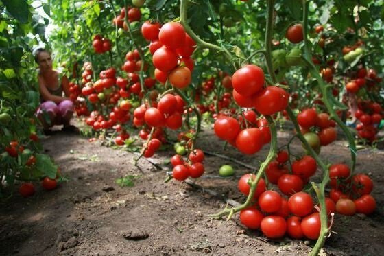 Kako raste rajčica (paradajz)