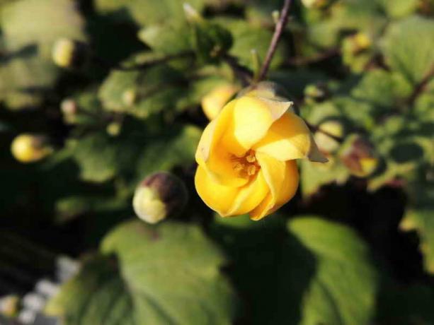 Kirengeshoma za svoj vrt: vrste, opis i preporuke za uzgoj