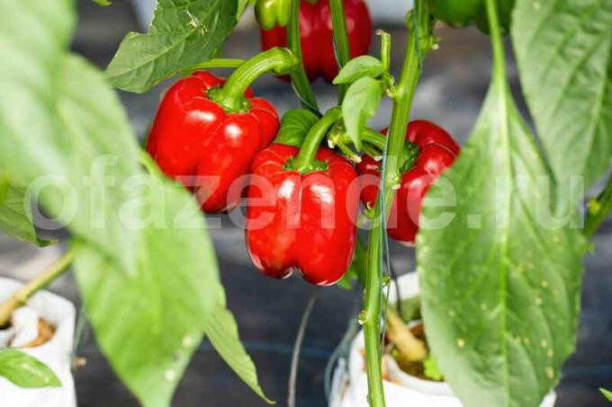 Uzgoj paprike. Slika za članak služi za standardnu ​​licencu © ofazende.ru