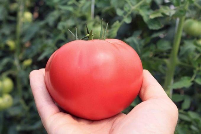 Kako povećati sadržaj šećera rajčice, ako su „kiselo”. jednostavan recept