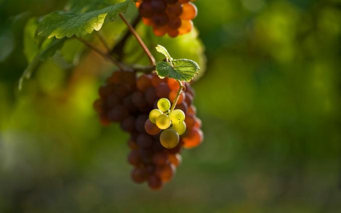 Koje su 3 glavna pravila koja morate slijediti kada sadnju grožđa u proljeće, da i dalje primaju velike usjeva