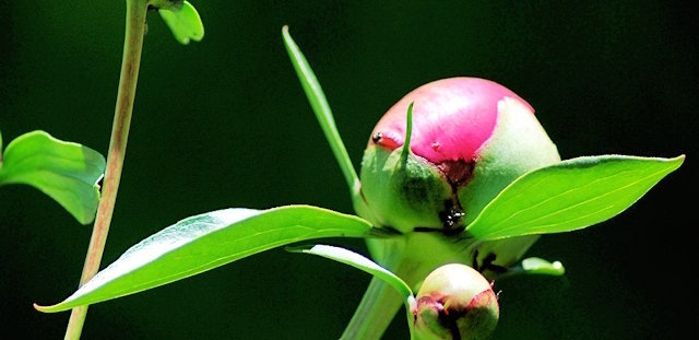5 pravila bujne cvatnje peonies