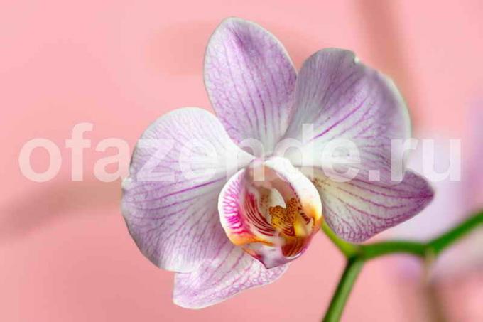 Sve što trebate znati o cvatnje orhideja
