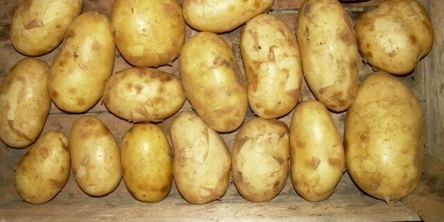 Grade krumpir "Bronnitsky"