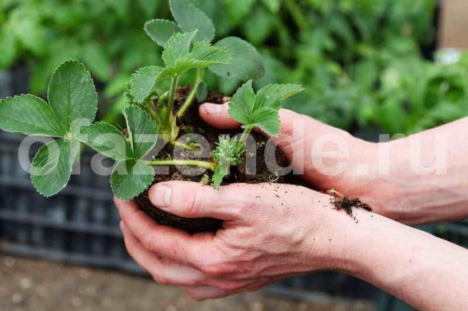 Uzgoj jagoda. Slika za članak služi za standardnu ​​licencu © delniesoveti.ru
