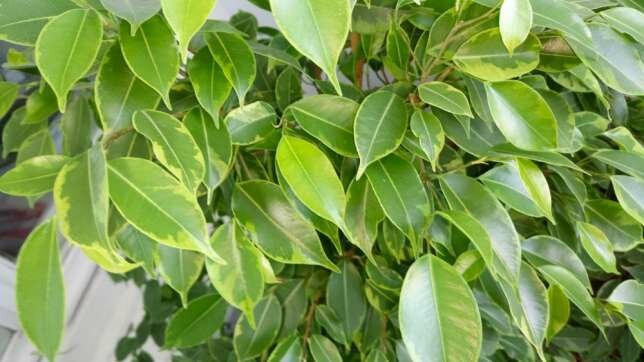 Ono što on želi Ficus benjamina? 5 jednostavnih savjeta za zdrav rast