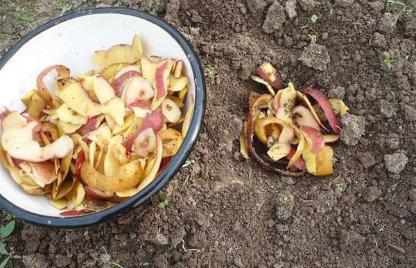 Korištenje krumpira pilinga u vrtu. Otpad koji koristi