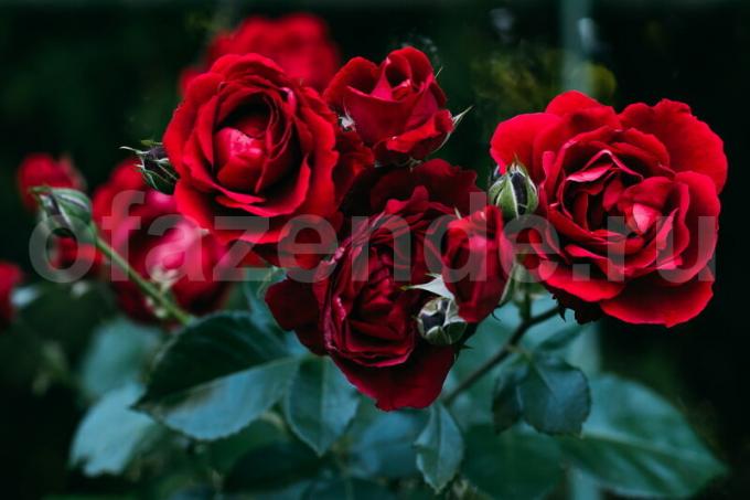 8 tajne rastuće ruža