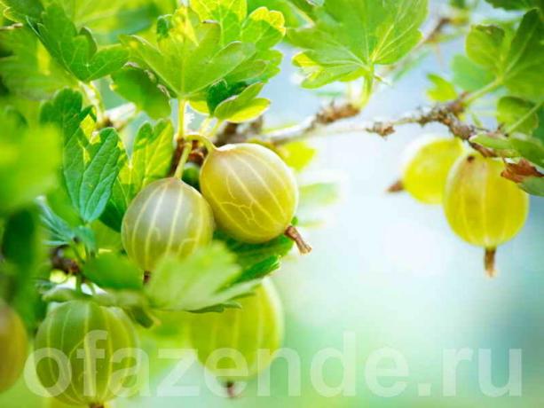 Pitomi gooseberries: obrezivanje, stvarajući oblike grma