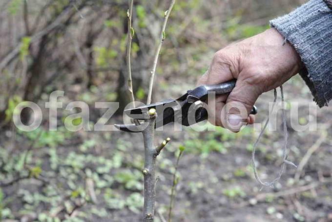 Presađivanje stabala jabuka. Slika za članak služi za standardnu ​​licencu © ofazende.ru