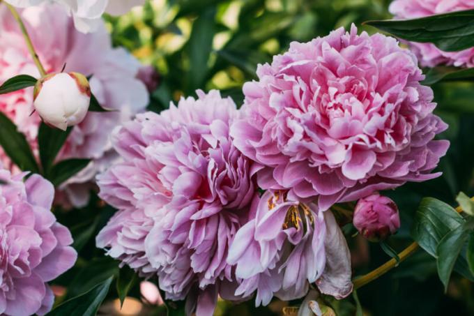 Peonies u listopadu - studenom: tajne sadnje, njege i širenja