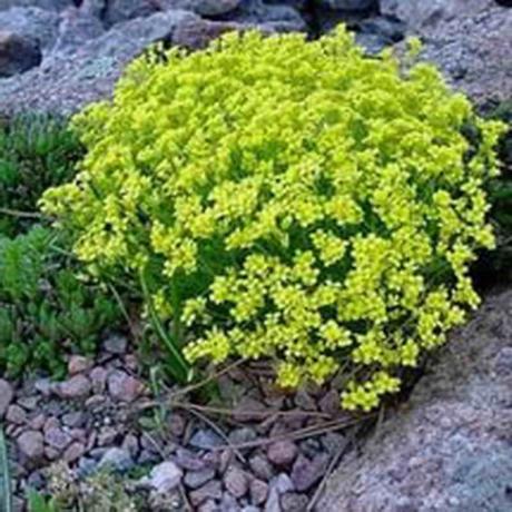Zima-jednogodišnja biljka s tamno-žuto cvijeće