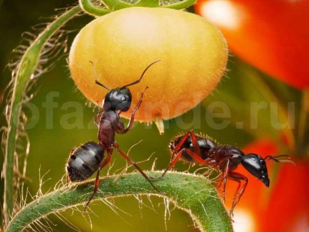 Uzimajući osloboditi od mravi. Slika za članak služi za standardnu ​​licencu © ofazende.ru