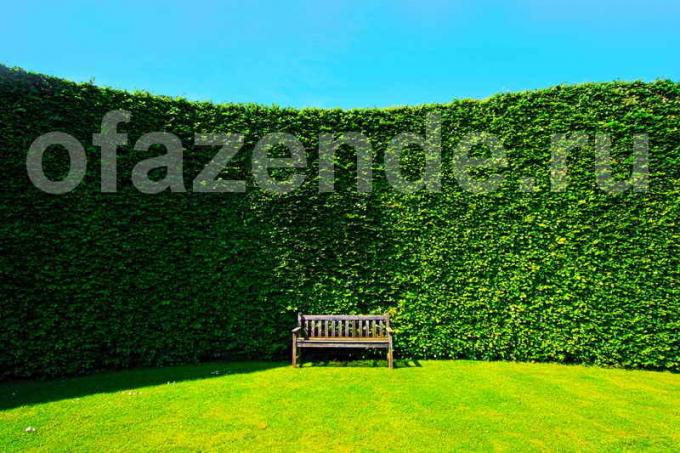 Hedge na svoje stranice: Savjeti vrtlara