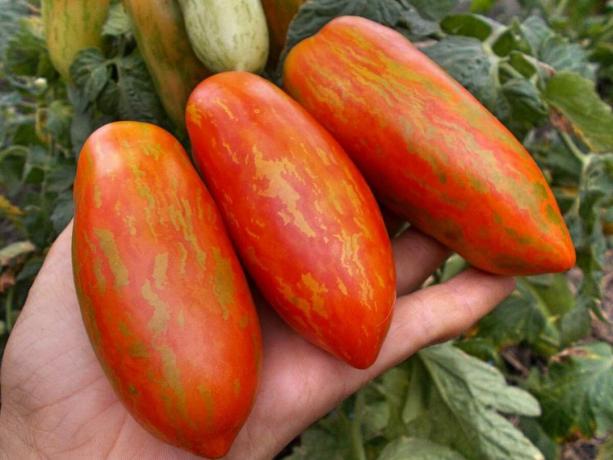 Tri vrste ranih rajčica, koje će vas zasigurno iznenaditi svojom jedinstvenosti i produktivnost (dio 4)
