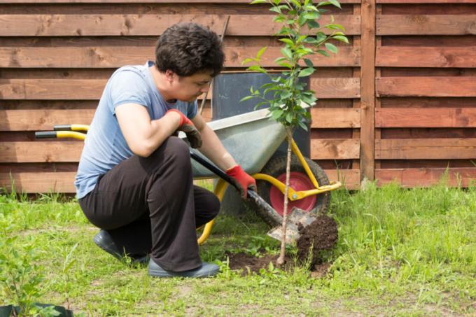 Nakon analize mogućih uzroka smrti drveća, vrtlar će naučiti da ne griješe kada sadnju. Slika za članak služi za standardnu ​​licencu © ofazende.ru