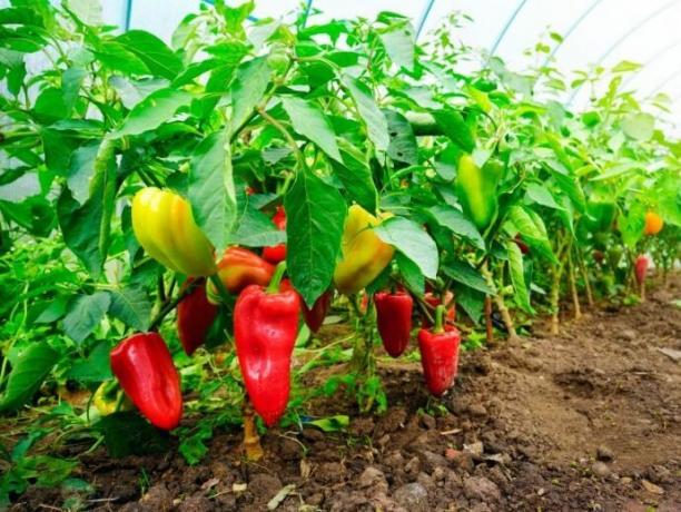 Slatka paprika - moje tajne sadnju i uzgoj