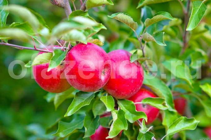 Jabuke na mladom stablu jabuke. Slika za članak služi za standardnu ​​licencu © ofazende.ru