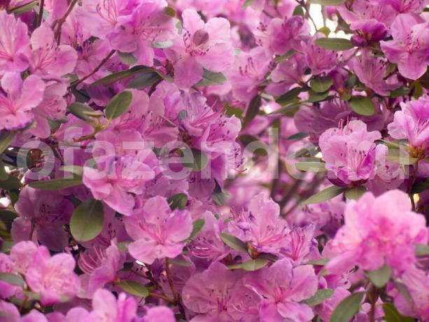 Uzgoj rhododendrons. Slika za članak služi za standardnu ​​licencu © ofazende.ru