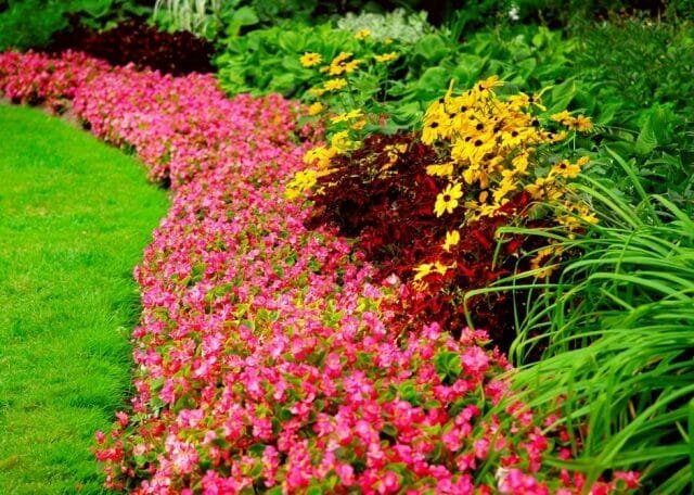 Višegodišnje biljke - cvijet za sva godišnja doba: Savjeti vrtlari