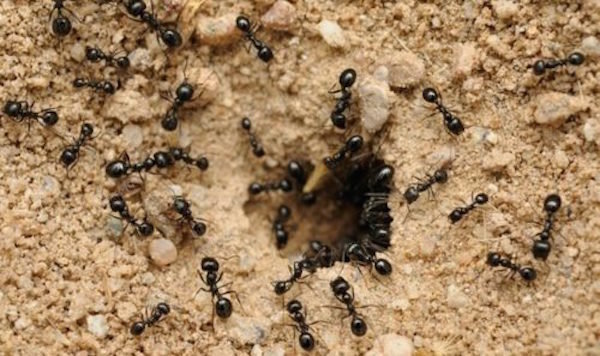 Mravi donijeti mnoge prednosti u vrt. Nema potrebe da ih uništiti