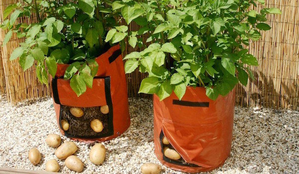Sadnja krumpira u vreće: nova tehnologija ili gubljenje vremena?