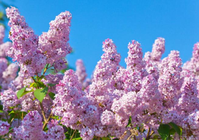 Cvjetanje lila - simbol približava ljeto. Slika za članak služi za standardnu ​​licencu © ofazende.ru