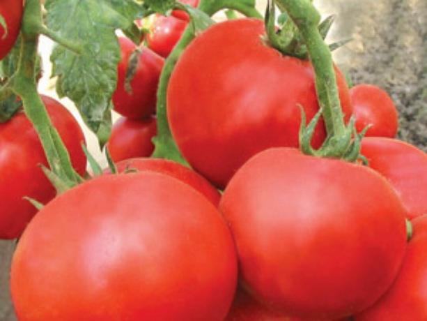 Većina ranih sorti rajčice: vrste i opisa