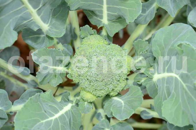 Uzgoj brokule: 8 savjeta