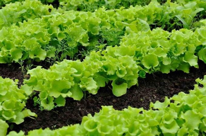 Za sadnju salate dobro odabrane prozračnom i upaljenom mjestu. Slika za članak služi za standardnu ​​licencu © ofazende.ru