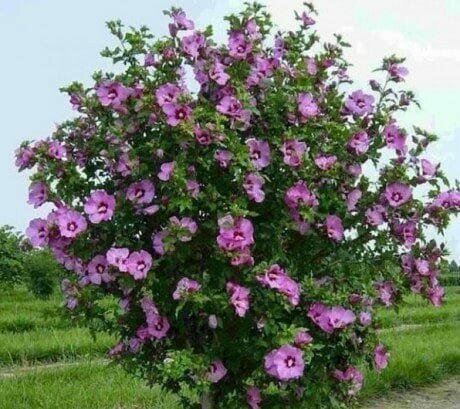 Hibiscus Sirijski (Sirijski Rose)