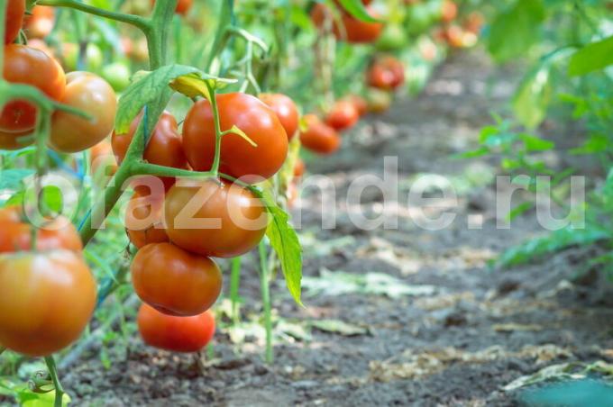 Najčešći sorti crvene rajčice