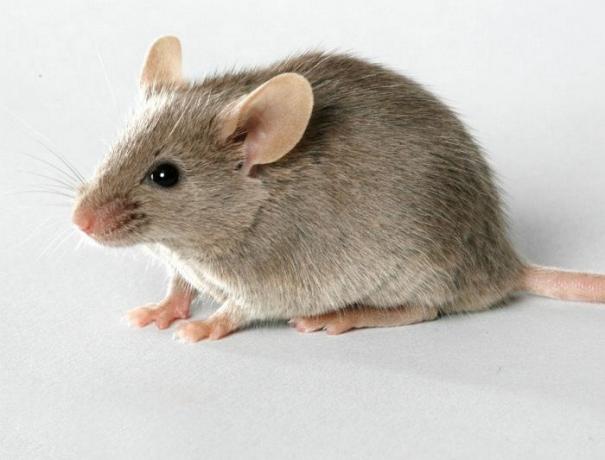 Neočekivan i učinkovit način da biste dobili osloboditi od miševa u kući