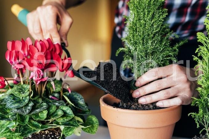 Briga za biljke. Slika za članak služi za standardnu ​​licencu © ofazende.ru