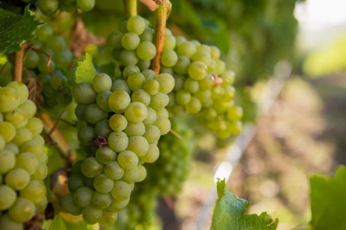 Ubrzanje zrenja vina i grožđa