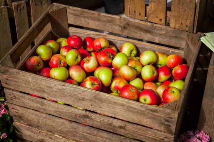 Pohrana jabuke u kutijama. Slika za članak služi za standardnu ​​licencu © ofazende.ru
